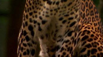 National Geographic TV Spot, 'Big Cats: Cheetah' Featuring Filipe DeAndrade featuring Filipe DeAndrade