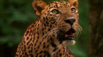 National Geographic TV Spot, 'Big Cats: Cheetah' Featuring Filipe DeAndrade