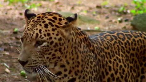 National Geographic TV Spot, 'Save Big Cats: Leopard' featuring Filipe DeAndrade