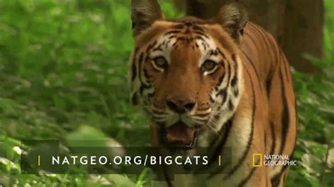 National Geographic TV commercial - Save Big Cats: Tiger Feat. Filipe DeAndrade