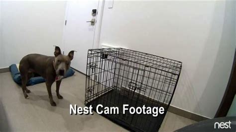 Nest TV Spot, 'HGTV: Container Home Dogs'