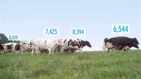 Organic Valley TV Spot, 'We Put Fitness Trackers on Cows'