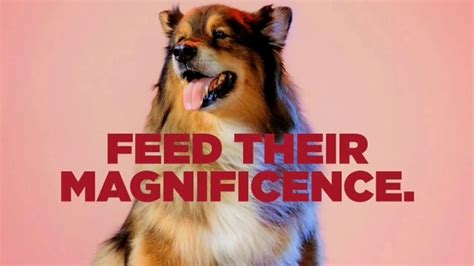 PETCO TV commercial - Royal Canin: Feed Their Magnificence