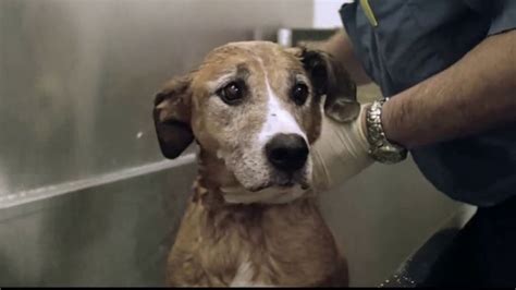 Pedigree TV commercial - Rescued