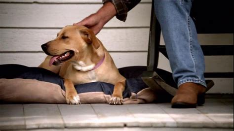 Pedigree TV commercial - Shelter Dogs