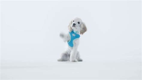 PetSmart Puppy Guide TV Spot, 'Forever Home' Song by Queen