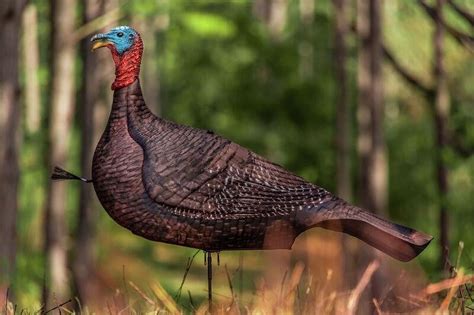 Primos Photoform Jake Turkey Decoy