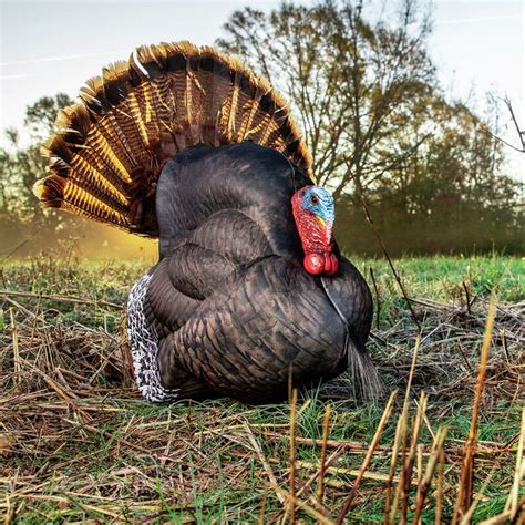 Primos Photoform Strutter Turkey Decoy logo