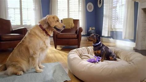 Purina Beggin' Strips TV Spot, 'Mine' featuring Buddy Rubino