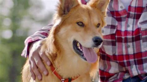 Purina Dog Chow TV commercial - Oddie y Django