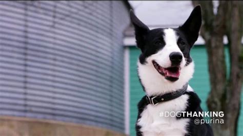 Purina TV Spot, 'How Dogs Show Love' Featuring John O'Hurley