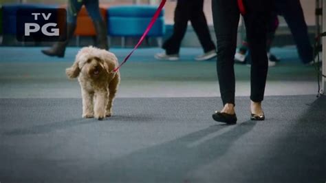 Purina TV Spot, 'National Dog Show: The Power of Pets' created for Purina