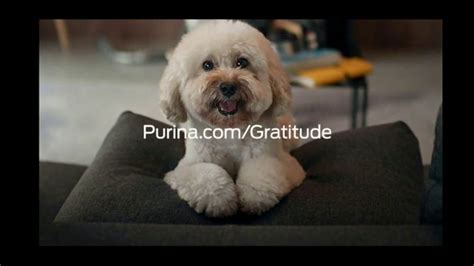 Purina TV Spot, 'Thankful for You'