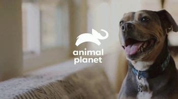 Resolve Carpet Cleaner TV commercial - Animal Planet: Rigatoni