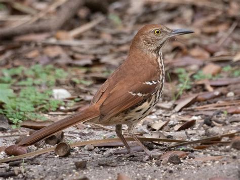 Rusty Thrasher photo