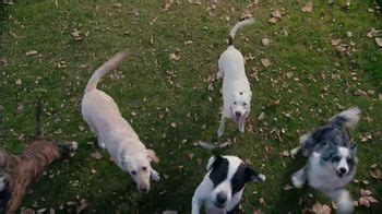 Shipt TV commercial - Over-Delivering Delivery: Dogs