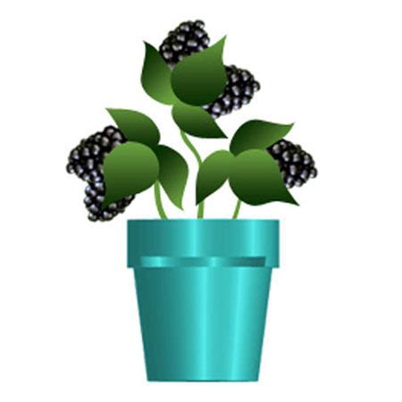 Sweet Dream Blackberries Blackberry Plant logo