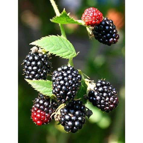 Sweet Dream Blackberries Blackberry Plant