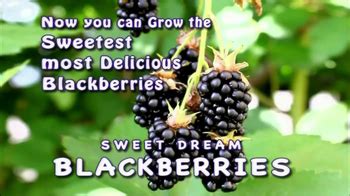 Sweet Dream Blackberries TV Spot