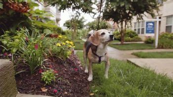 The Shelter Pet Project TV Spot, 'Everyday People' created for Pets and People Together