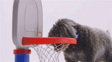 The Shelter Pet Project TV Spot, 'Meet Jake' created for Pets and People Together