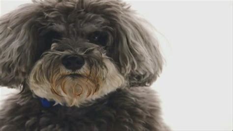 The Shelter Pet Project TV Spot, 'Meet Jake' created for Pets and People Together