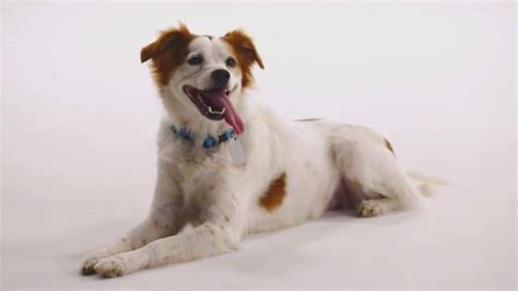 The Shelter Pet Project TV Spot, 'Meet Molly' created for Pets and People Together