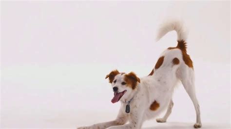 The Shelter Pet Project TV Spot, 'Meet Molly'