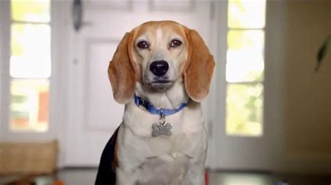 The Shelter Pet Project TV Spot, 'Prince' created for Pets and People Together