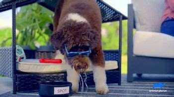 Wayfair TV Spot, 'Animal Planet: Pet-Friendly Backyard'