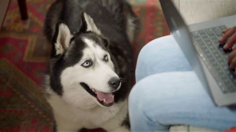 Wells Fargo TV Spot, 'Designer Dog Collar'