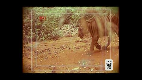 World Wildlife Fund TV Commercial Poachers