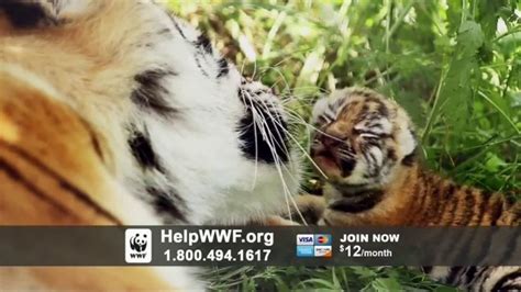 World Wildlife Fund TV commercial - A World Without Tigers