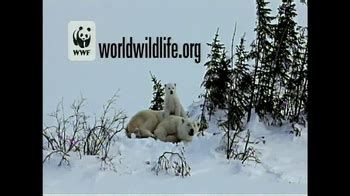 World Wildlife Fund TV commercial - Polar Bears