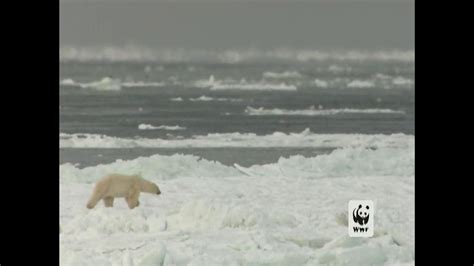 World Wildlife Fund TV Spot, 'Polar Bears: Look Closely'