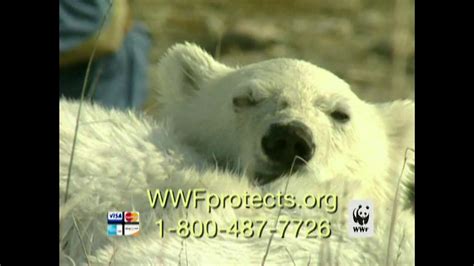 World Wildlife Fund TV commercial - Polar Bears: Look Closely