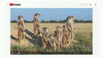 YouTube Premium TV Spot, 'Meerkats: Three Months Free' created for YouTube